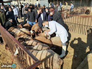 ذبح-اسلامی-2.jpg