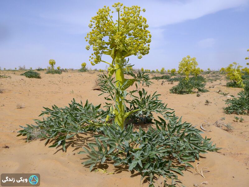 پرونده:انغوزه۱.jpg